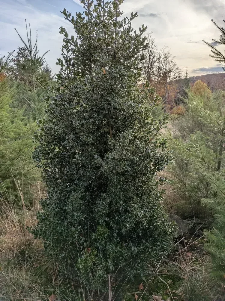 le bois des marcioux — photo 1