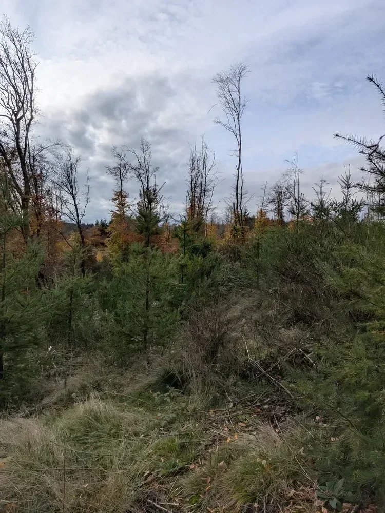 le bois des marcioux — photo 2