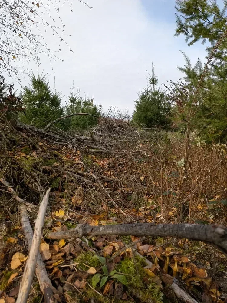 le bois des marcioux — photo 3