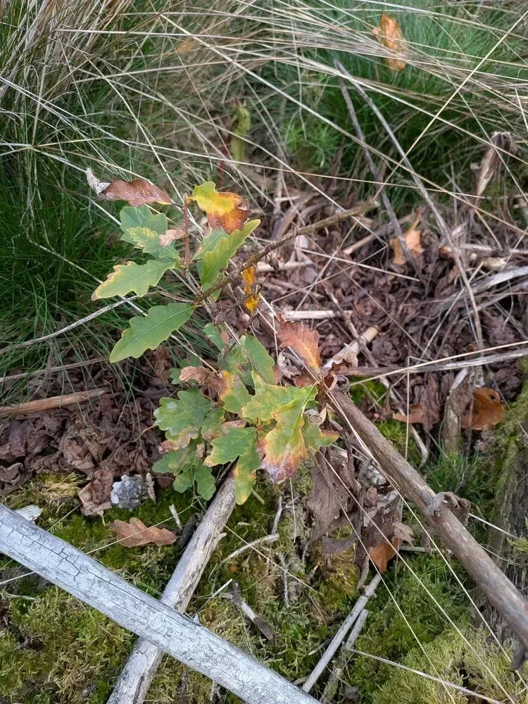 le bois des marcioux — photo 4