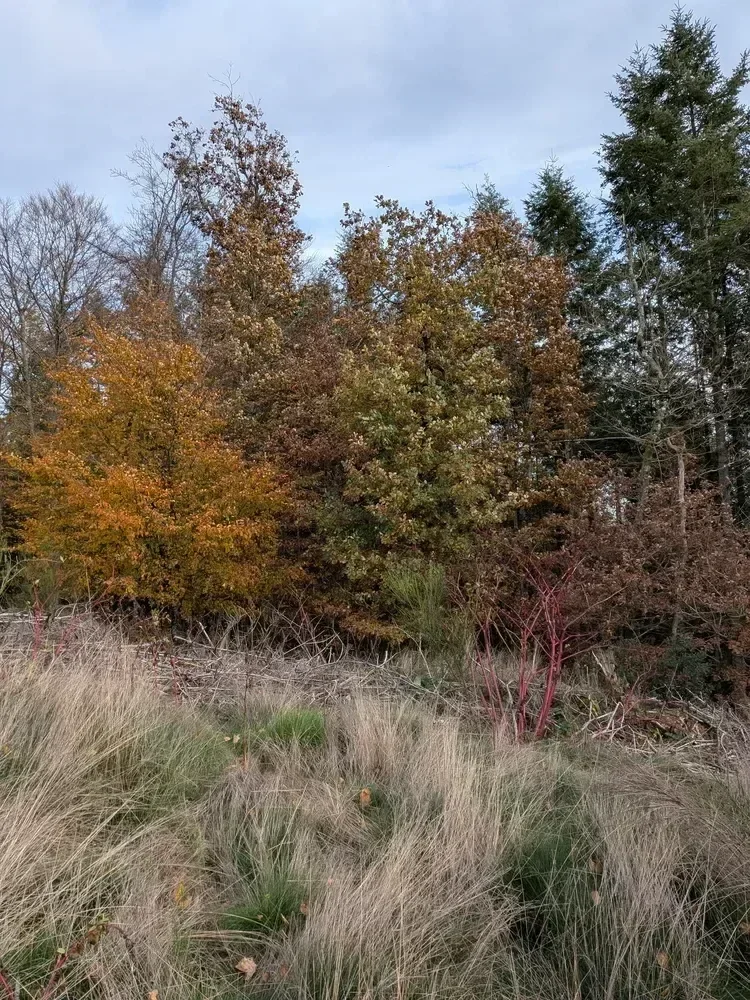 le bois des marcioux — photo 5