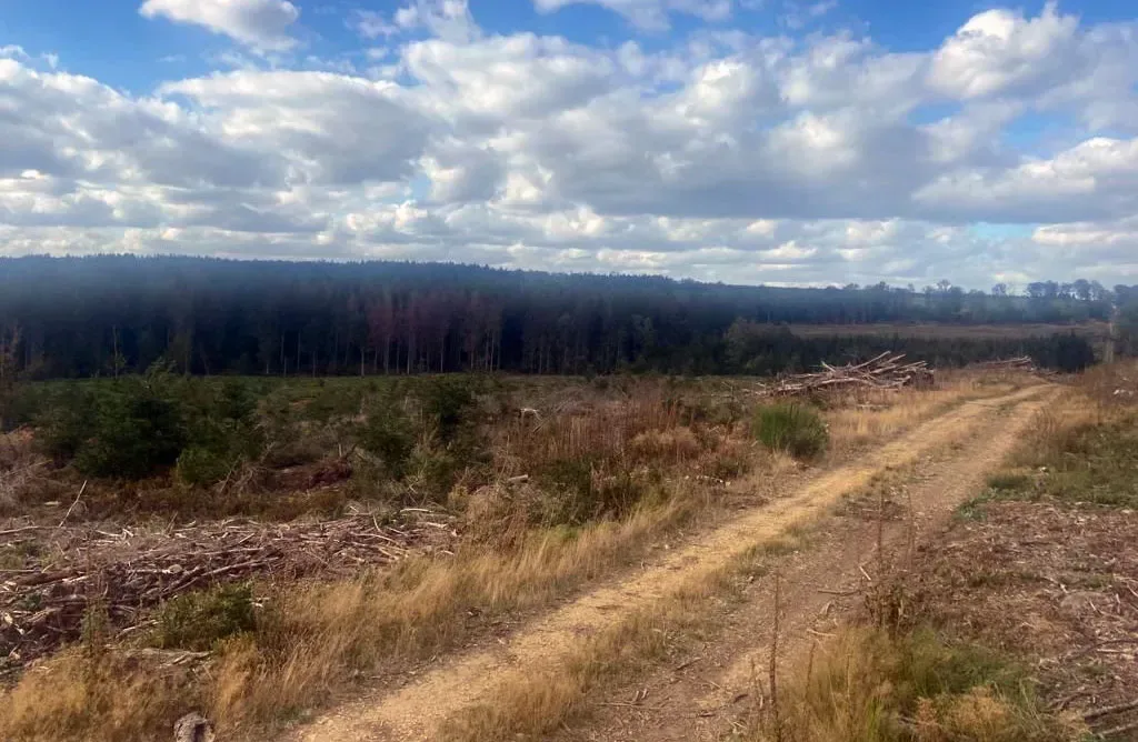 le bois de sedan — photo 1