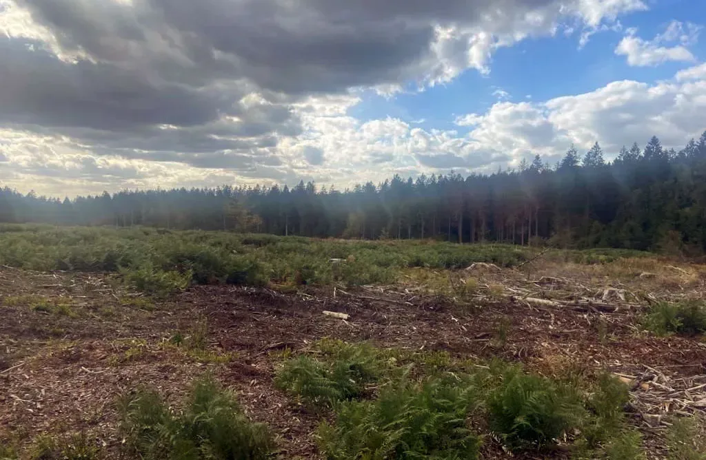 le bois de sedan — photo 3