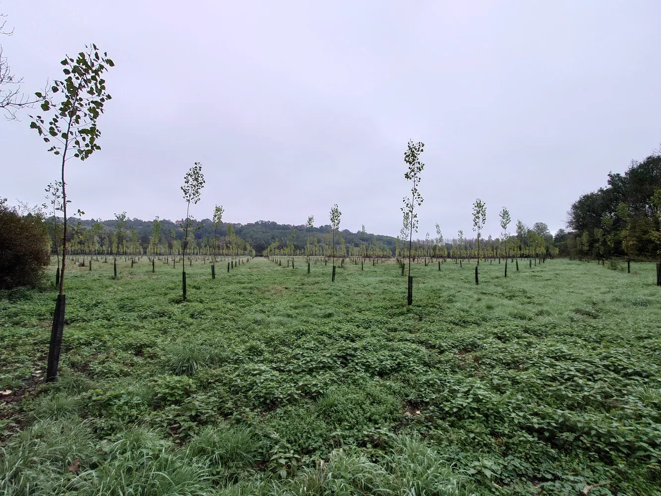 le bois de l etang — photo 2