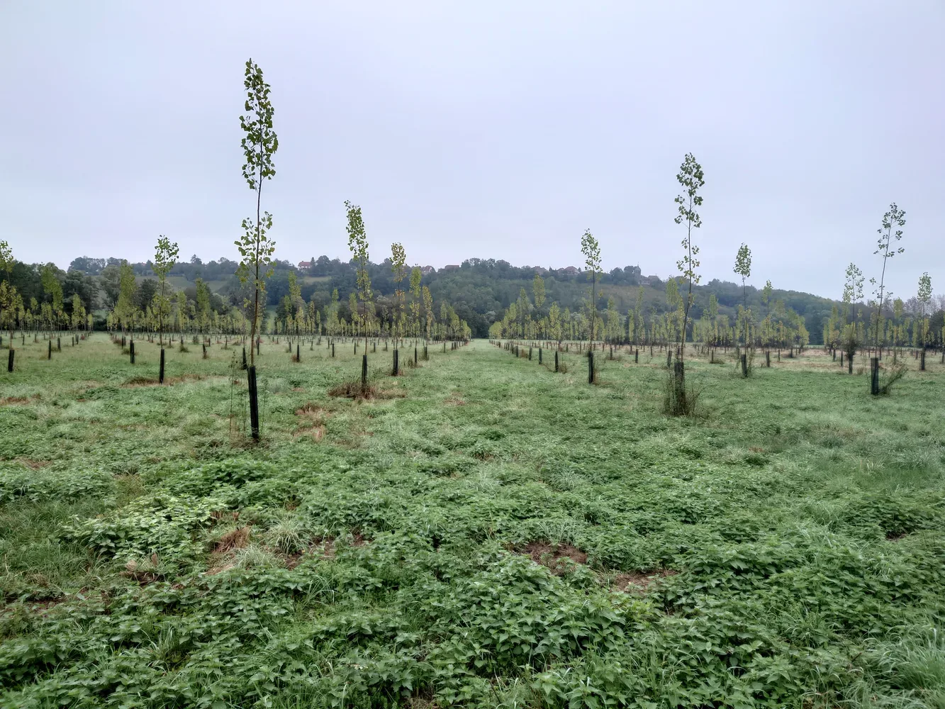 le bois de l etang — photo 3