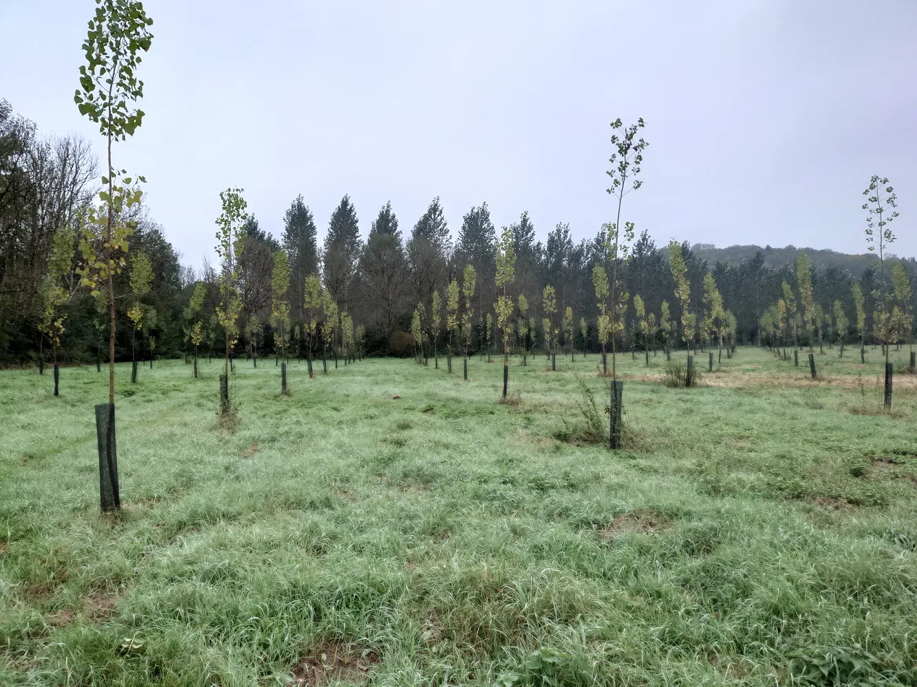 le bois de l etang — photo 4