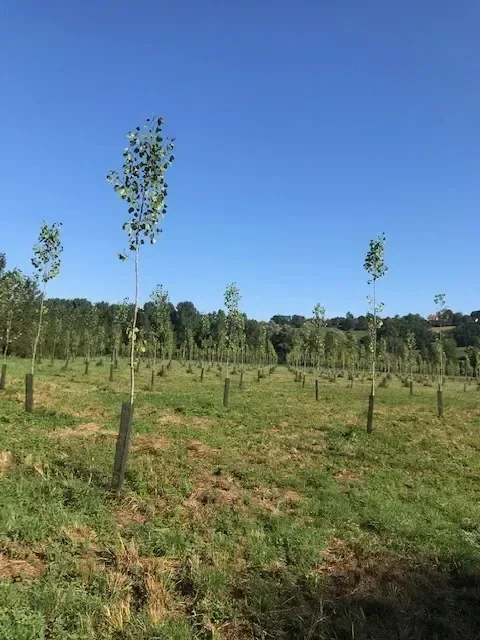 le bois de l etang — photo 5