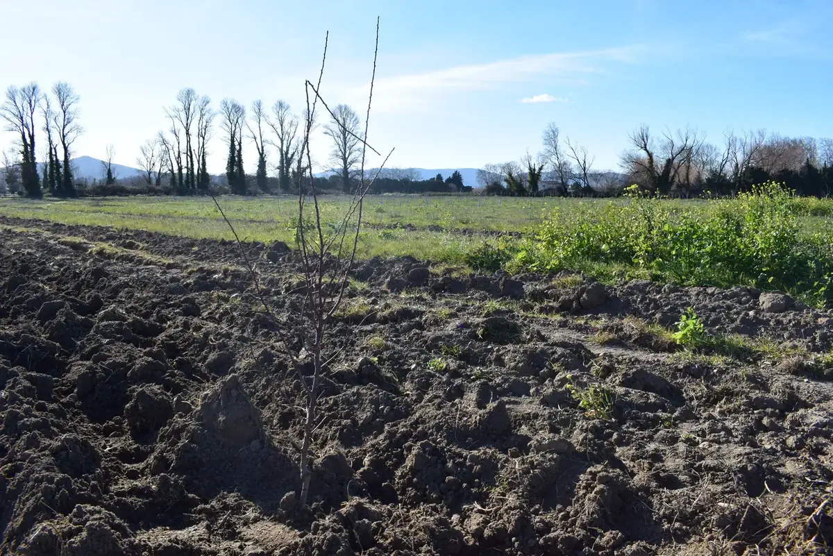 les vergers de la plaine — photo 1