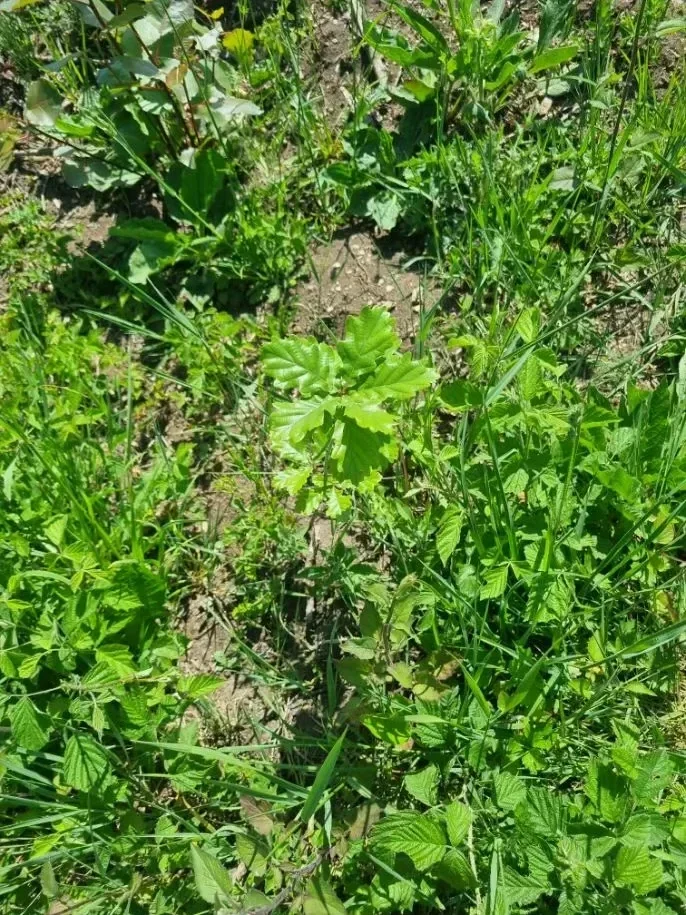 le bois de grebille — photo 1