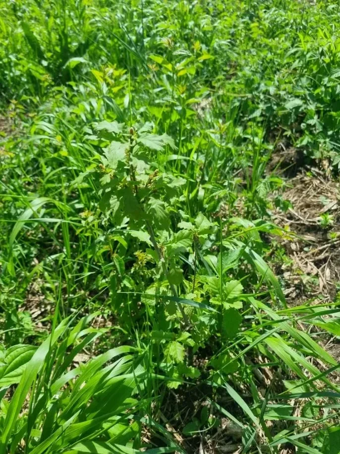 le bois de grebille — photo 2