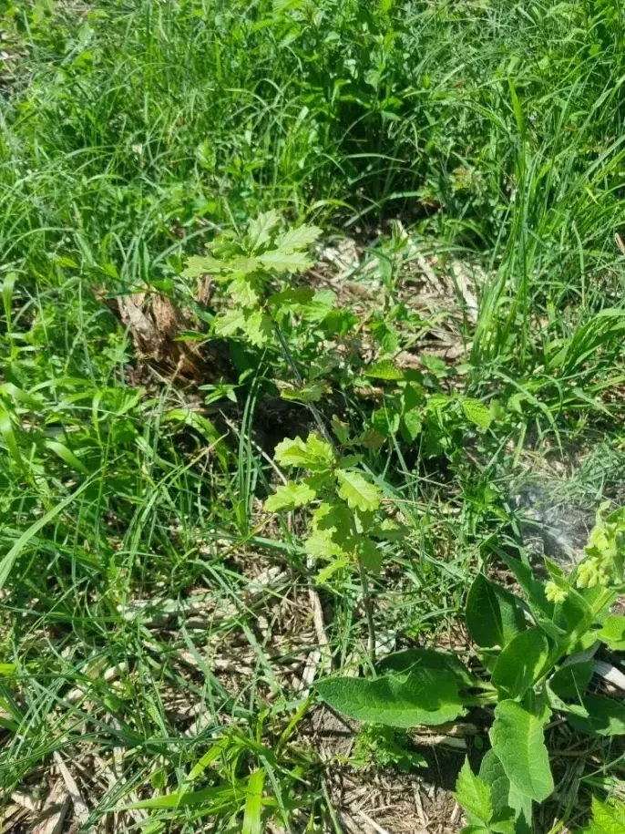 le bois de grebille — photo 3