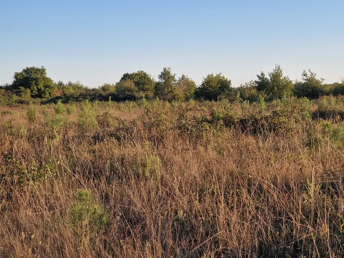 le bois joubert — photo 2