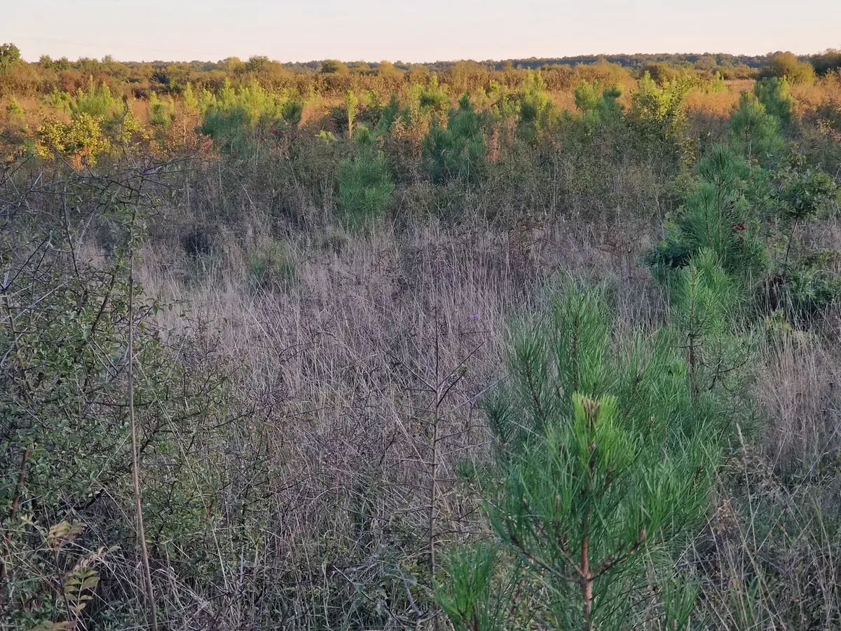 le bois joubert — photo 4