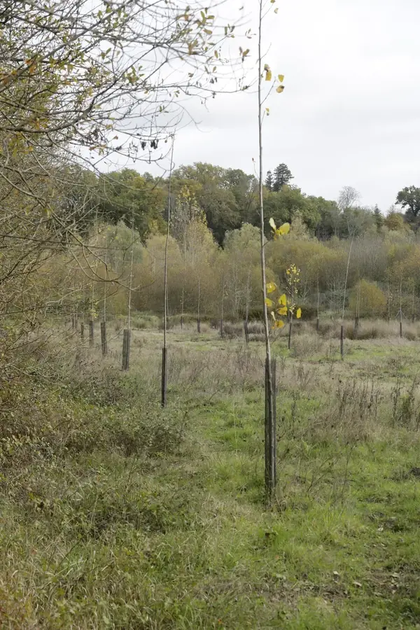 le bois de la memoire — photo 1