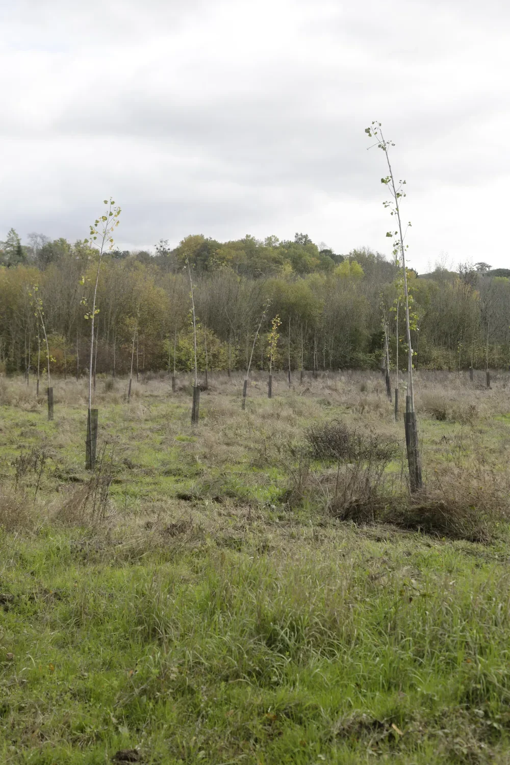 le bois de la memoire — photo 2