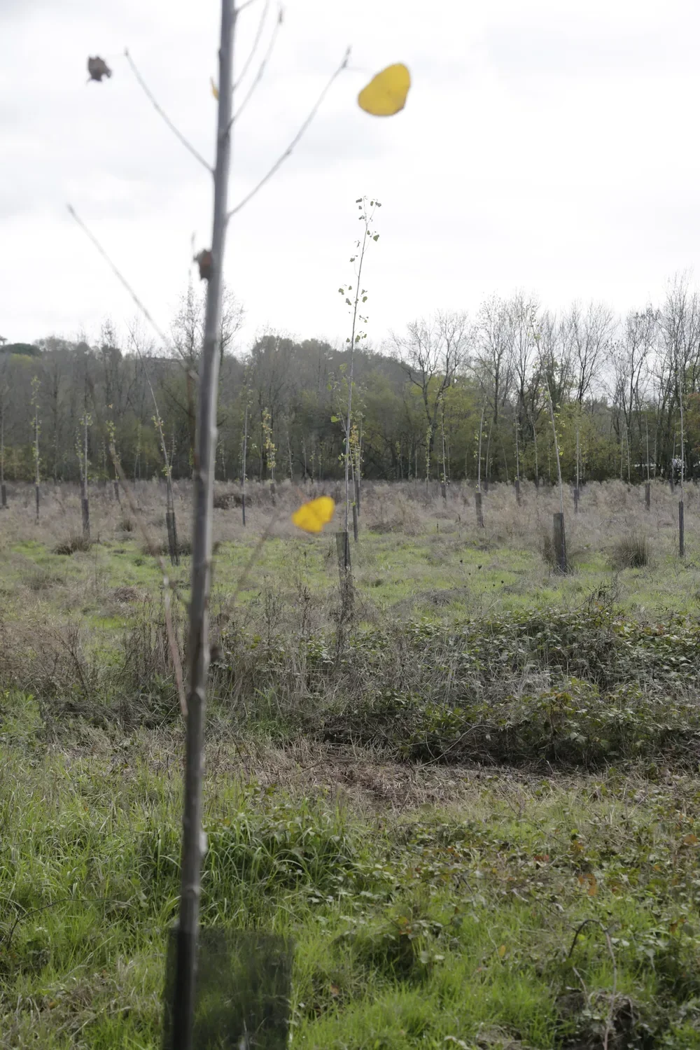 le bois de la memoire — photo 3