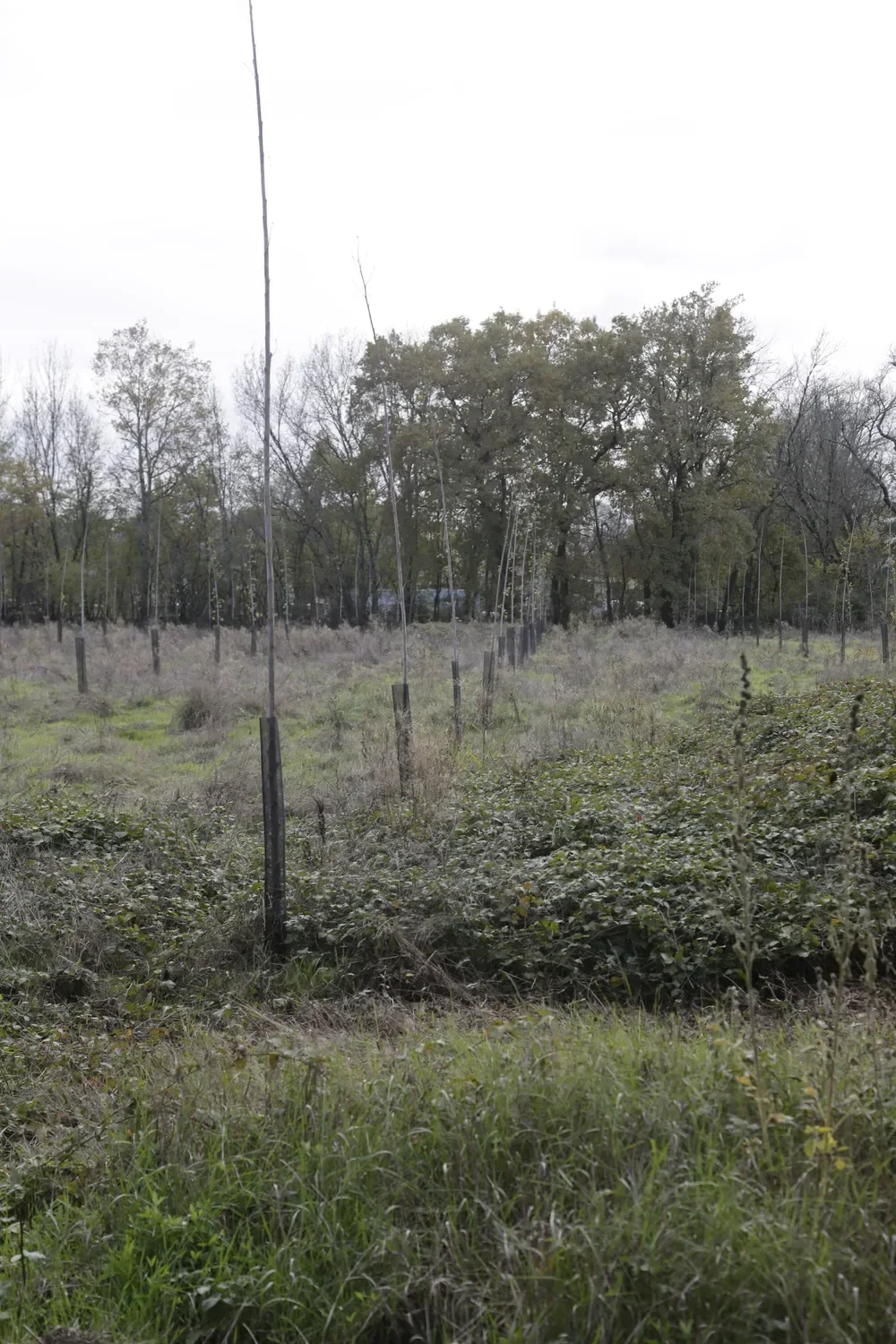 le bois de la memoire — photo 4