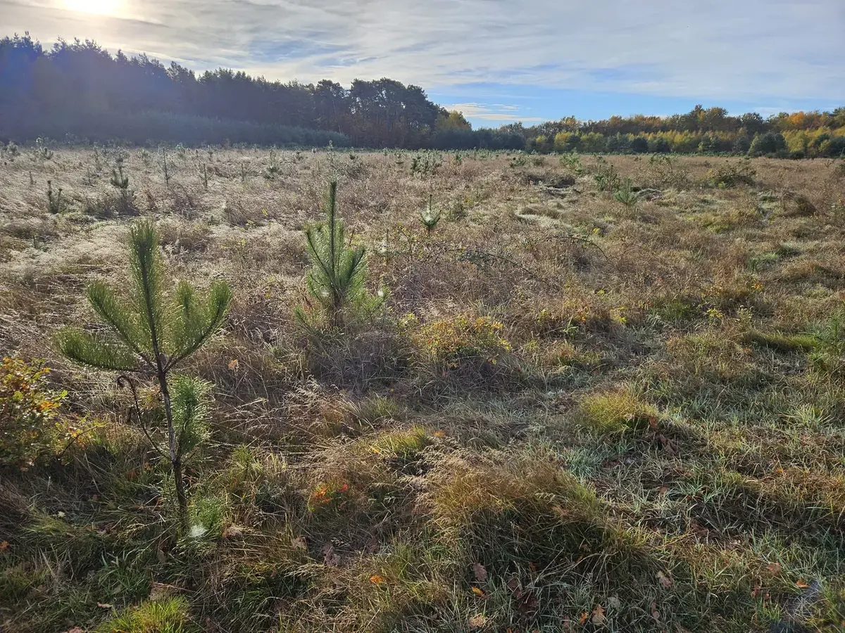 le bois de l etang neuf — photo 2
