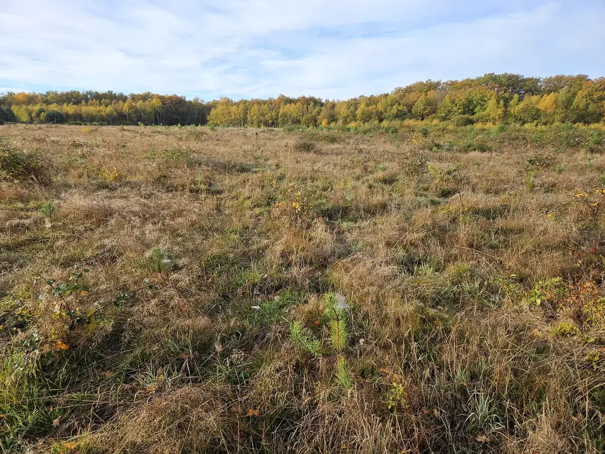 le bois de l etang neuf — photo 3