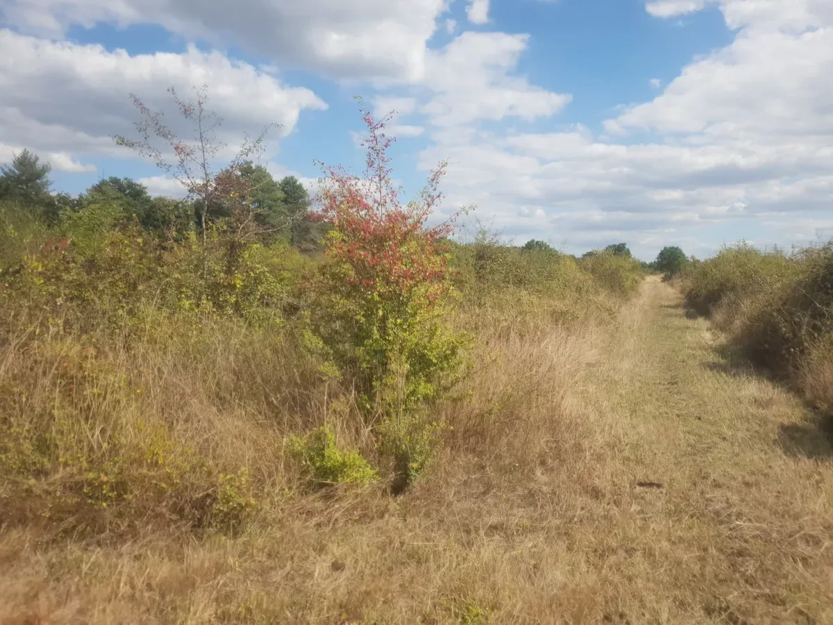 le bois de l etang neuf — photo 4