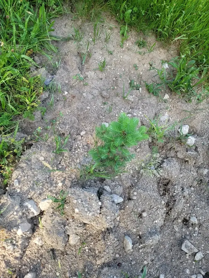 le bois de dun — photo 3