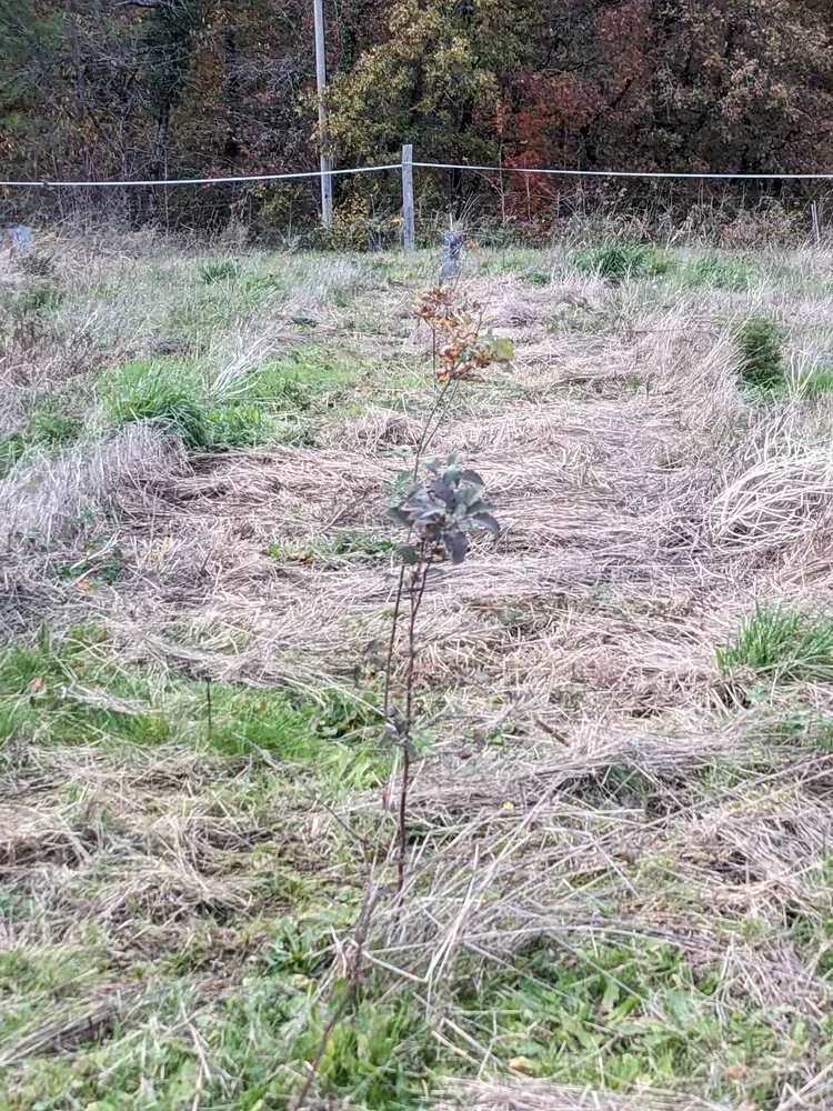 le bois de l abbaye — photo 1