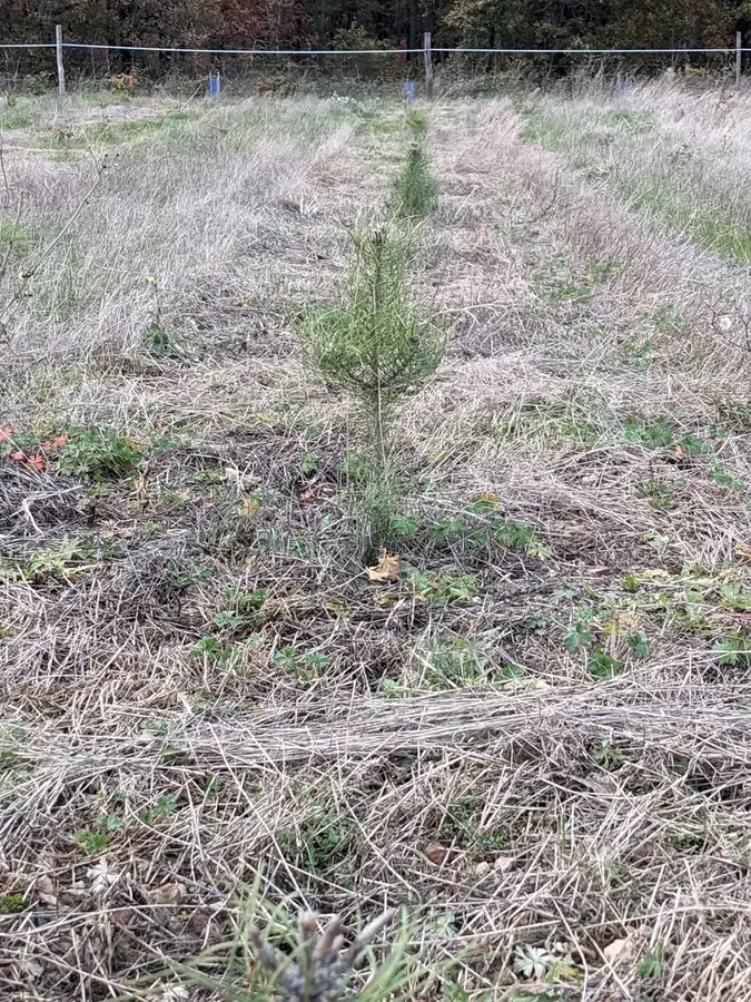le bois de l abbaye — photo 2