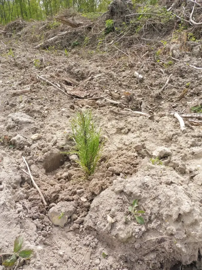 le bois de la maison rouge — photo 1
