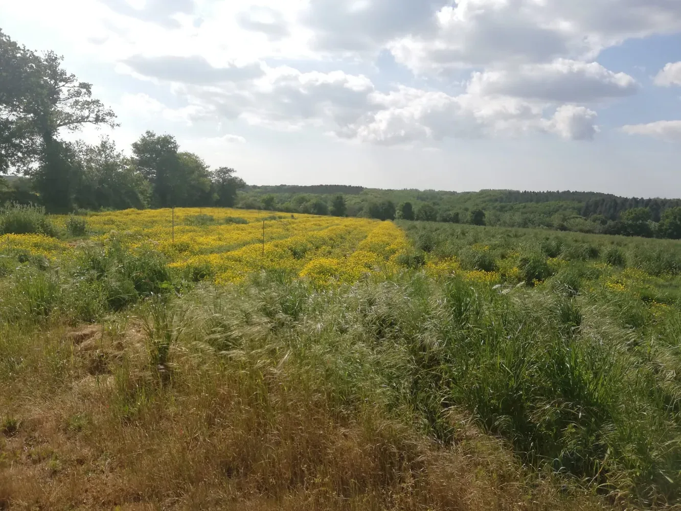 le bois de saint hubert — photo 2