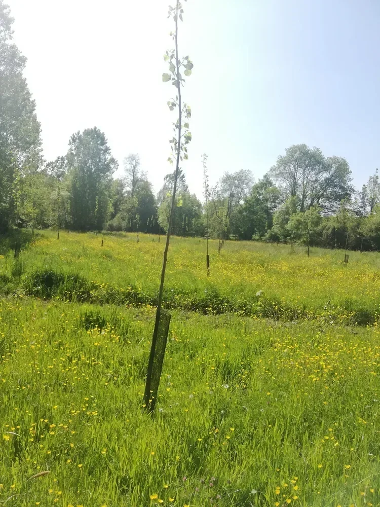 le bois de saint hubert — photo 3