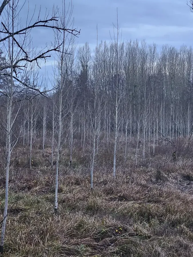 le bois de l harmenault — photo 2