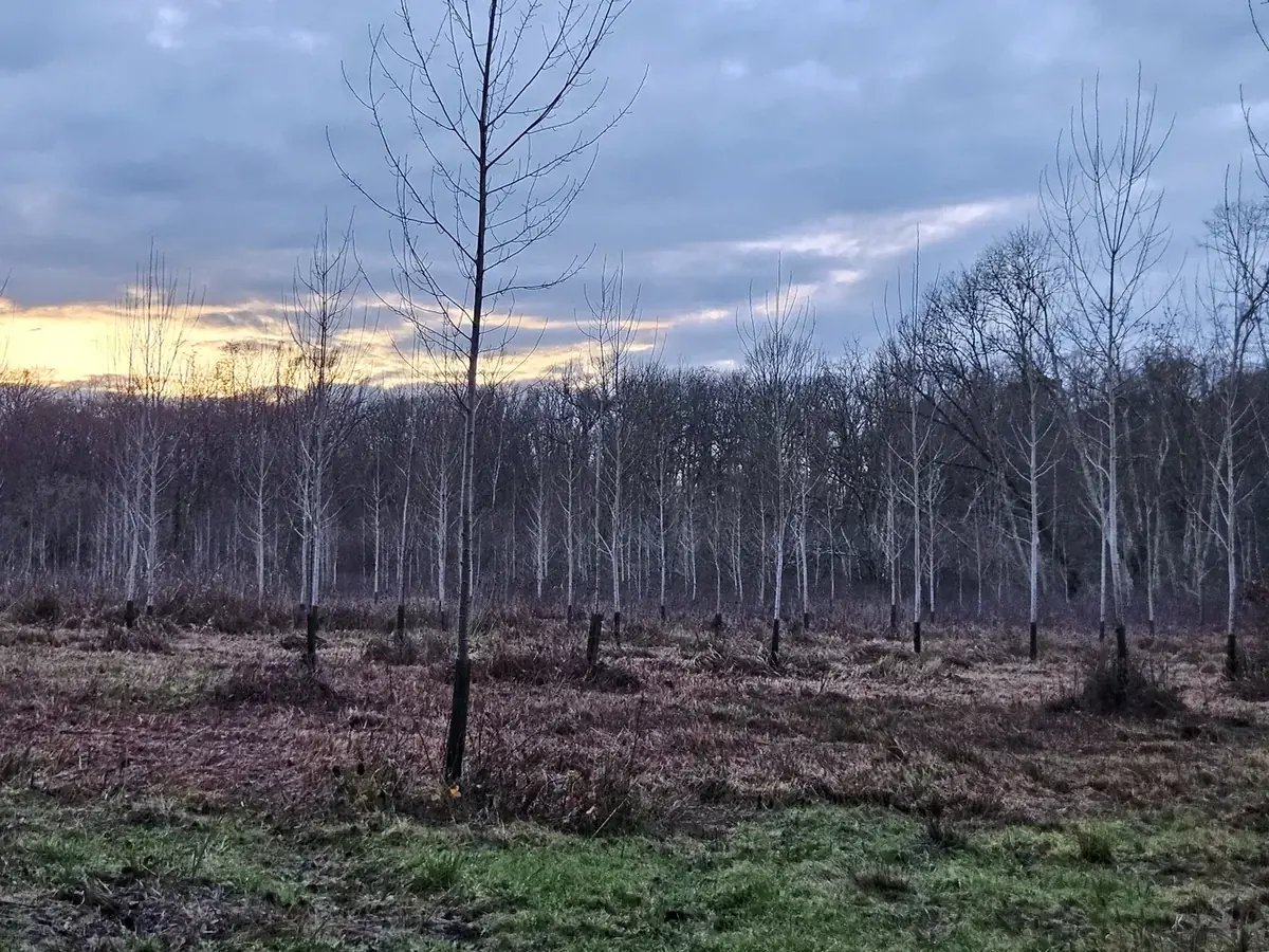 le bois de l harmenault — photo 3