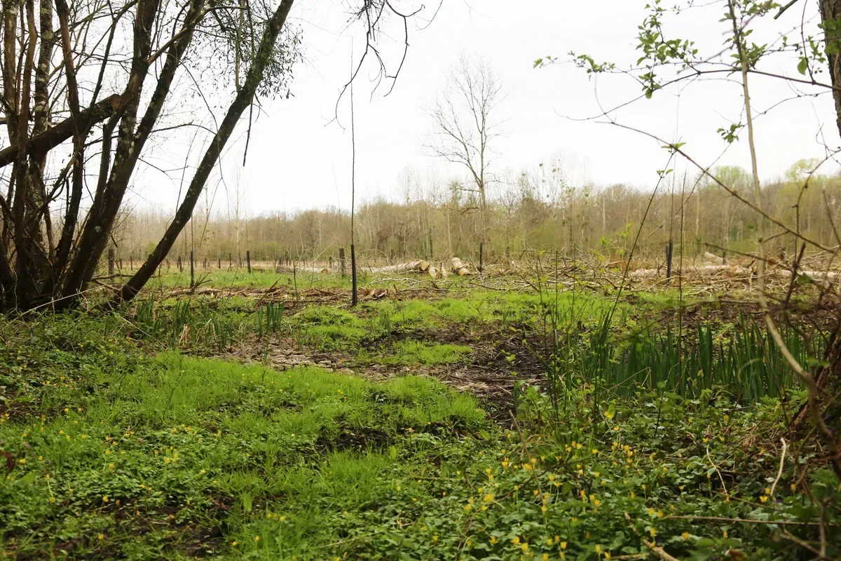 le bois de l harmenault — photo 5