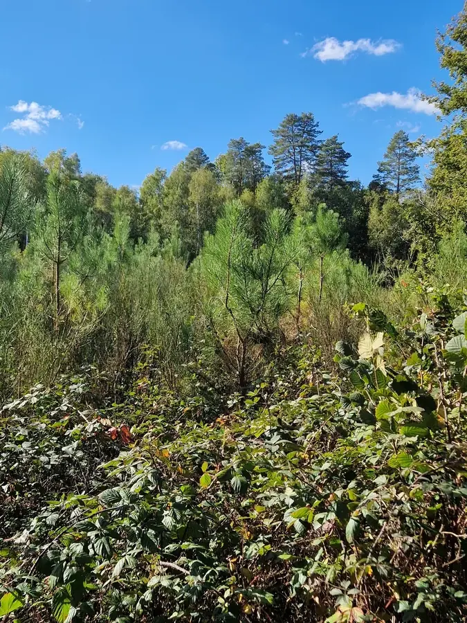 le bois des grands bocquessons — photo 2