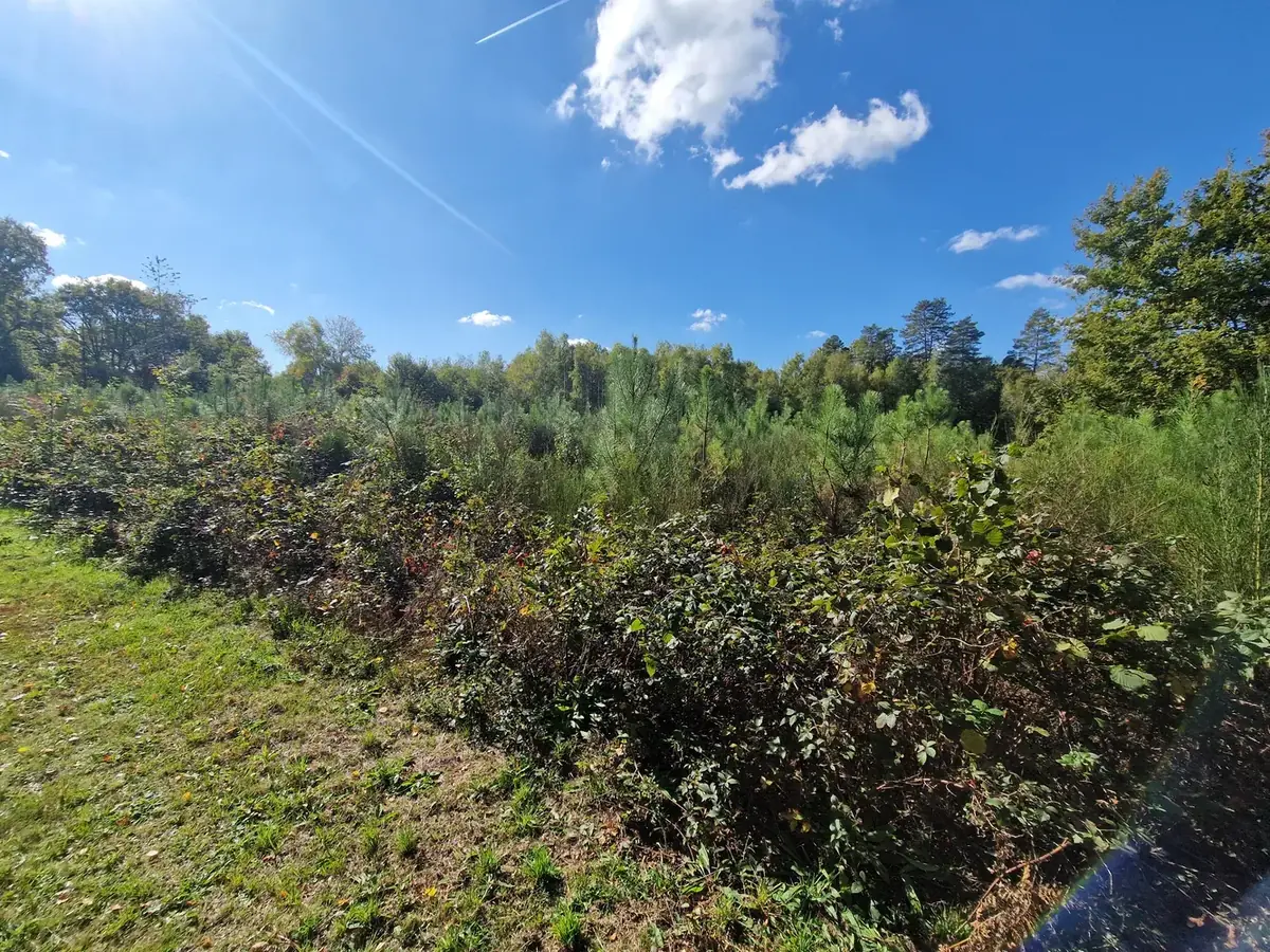 le bois des grands bocquessons — photo 3