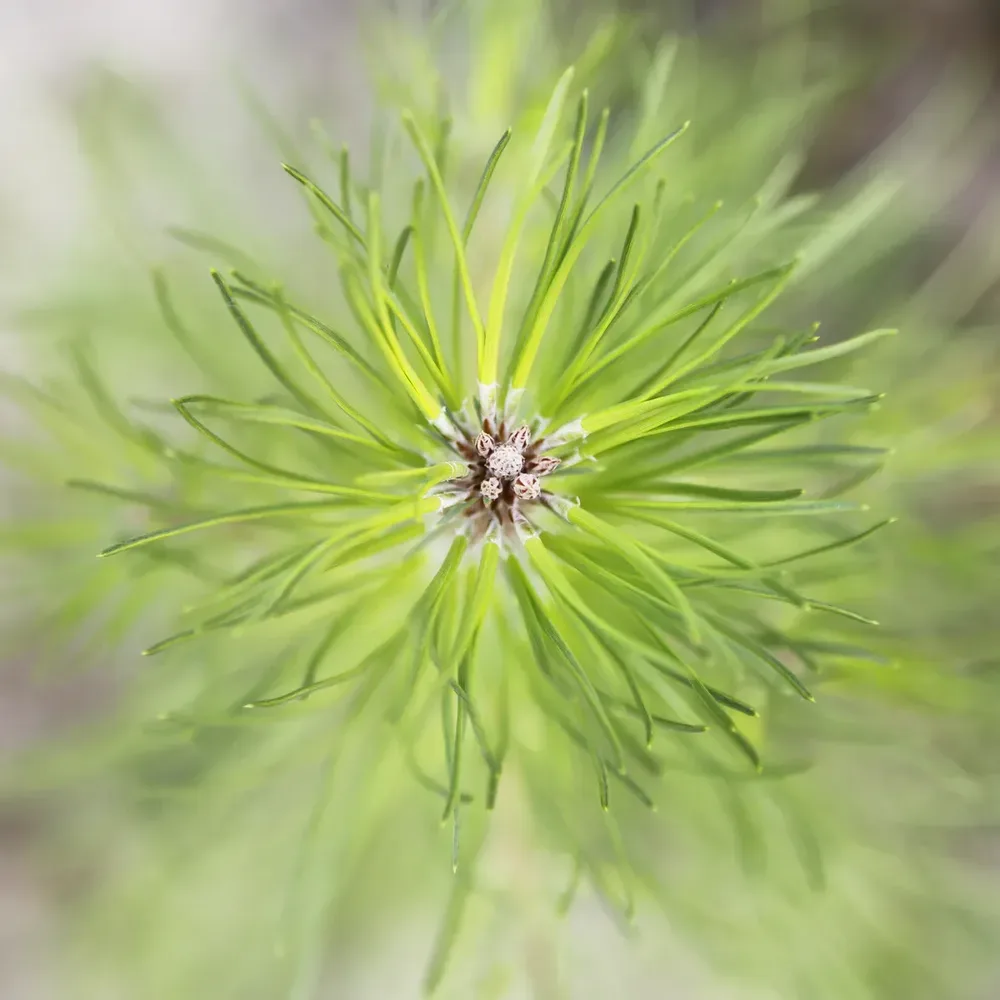 le bois des grands bocquessons — photo 4