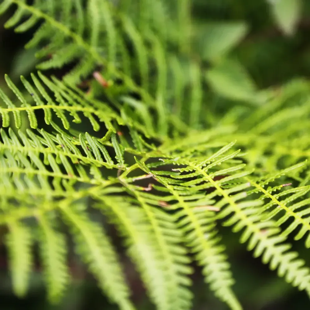 le bois des grands bocquessons — photo 5