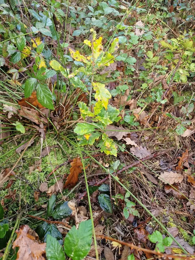 le bois du parc — photo 2