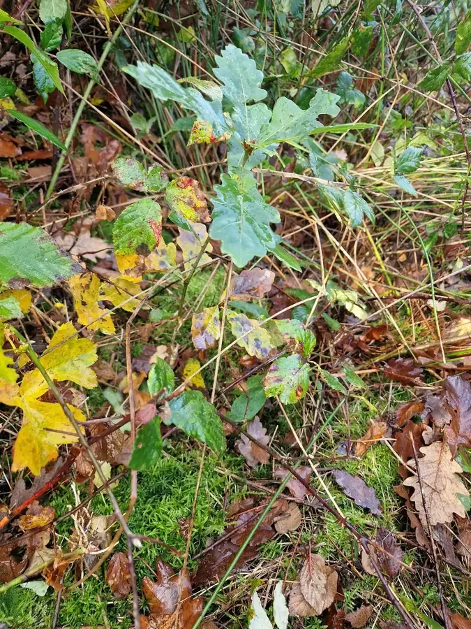 le bois du parc — photo 3