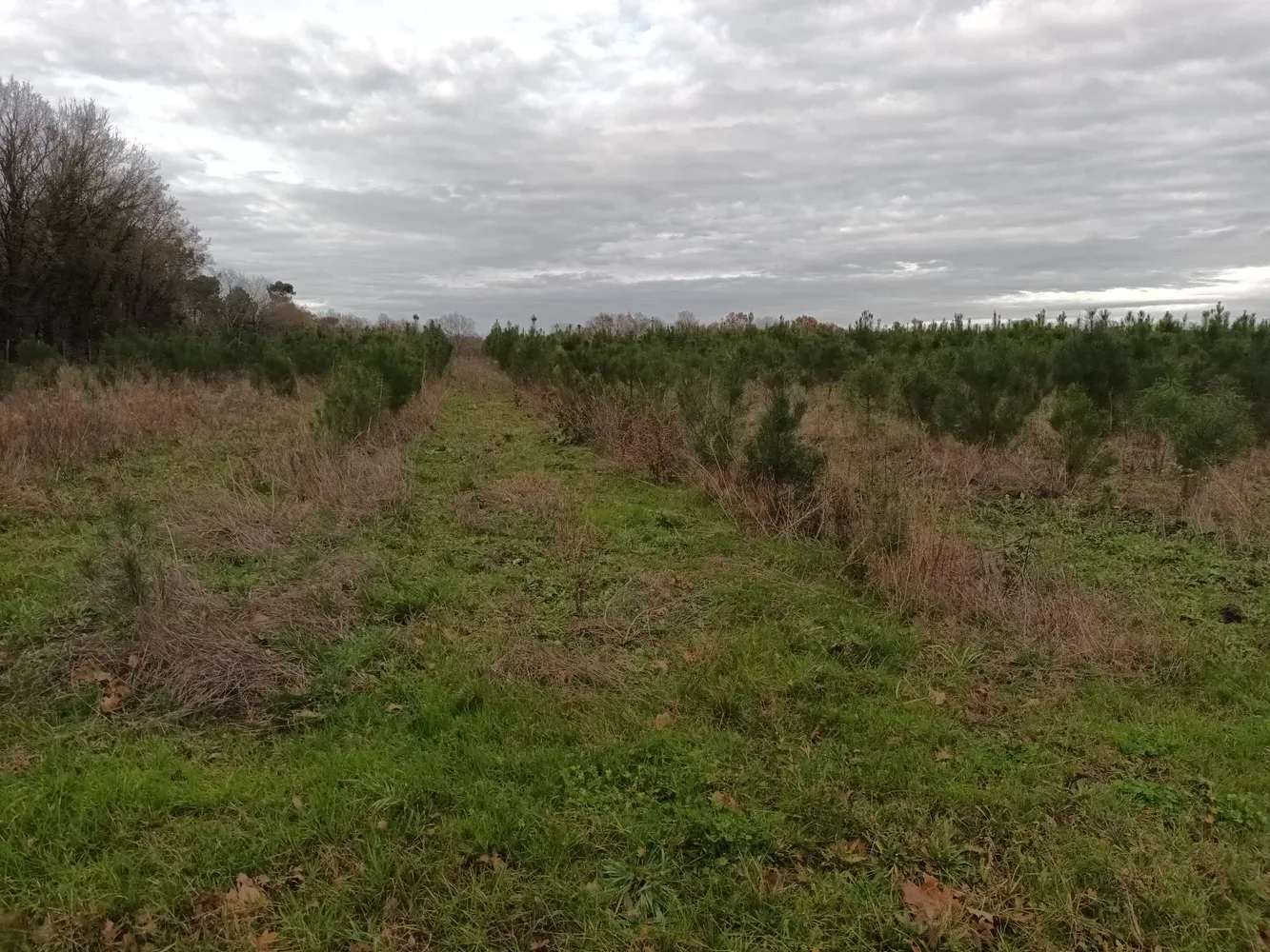 le bois de la corne de cerf — photo 1