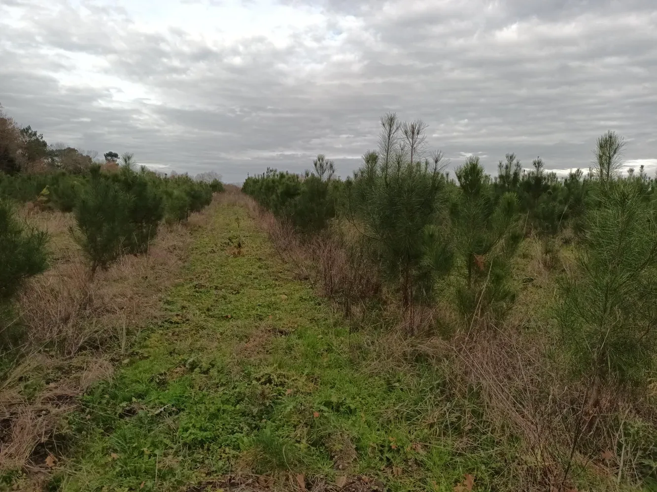 le bois de la corne de cerf — photo 2