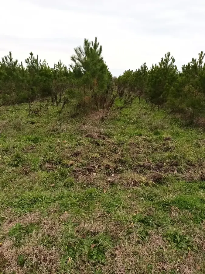 le bois de la corne de cerf — photo 3