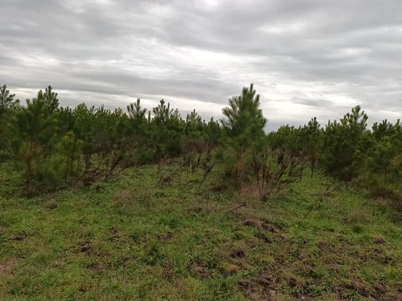 le bois de la corne de cerf — photo 4