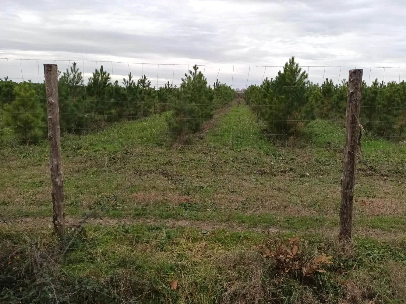 le bois de la corne de cerf — photo 5