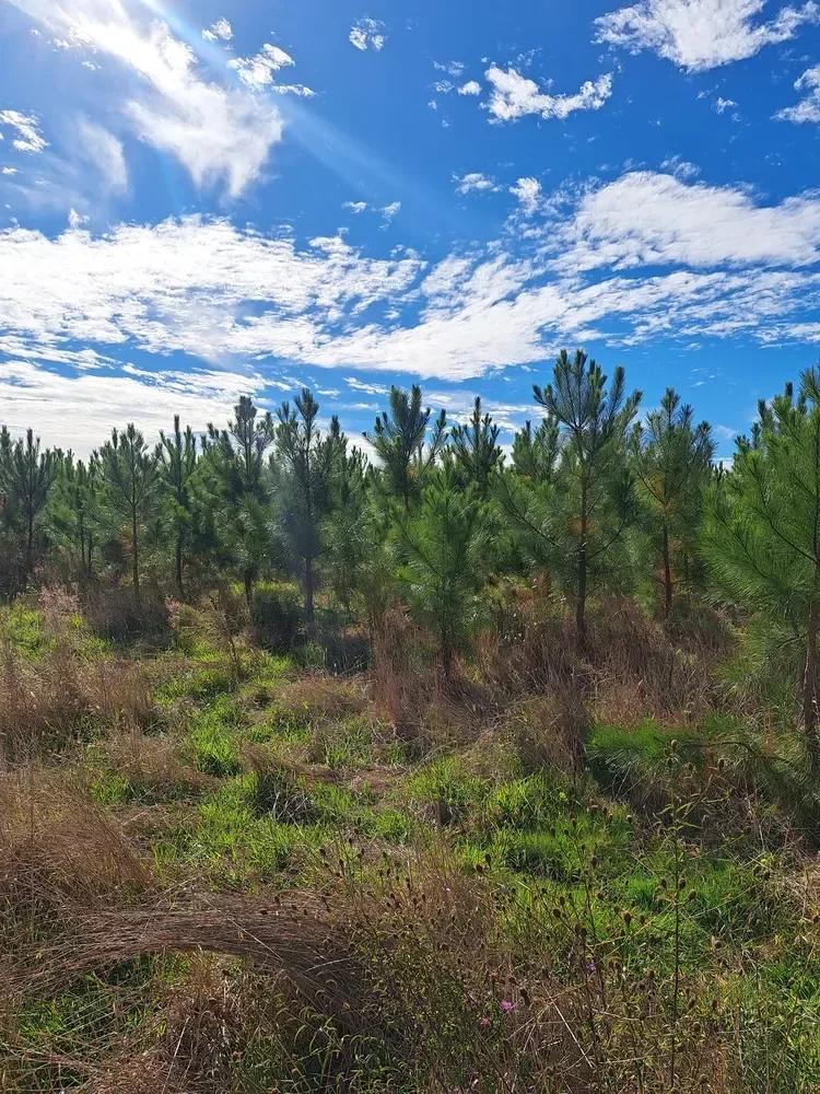 le bois de franchon — photo 2