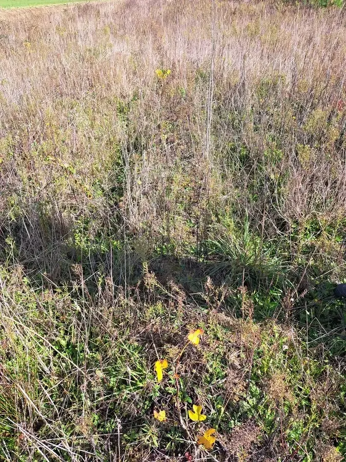 le bois de franchon — photo 3