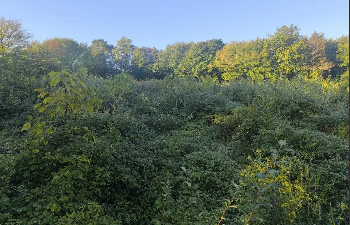 le bois de crussole — photo 2