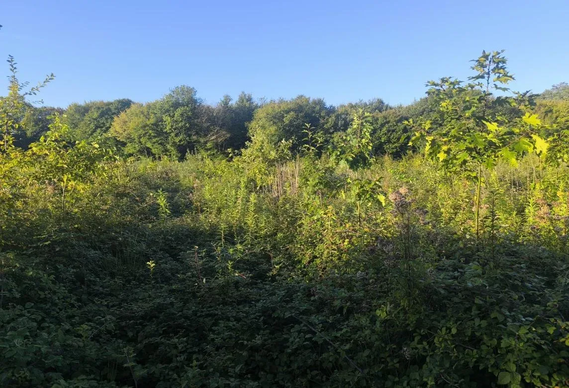 le bois de crussole — photo 3