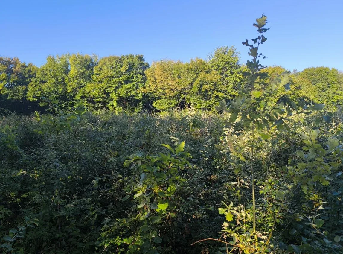 le bois de crussole — photo 4