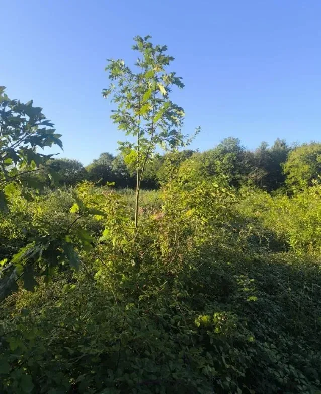 le bois de crussole — photo 5